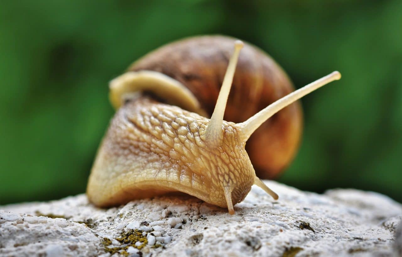 Snail