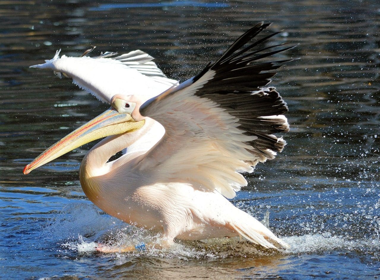 Pelican