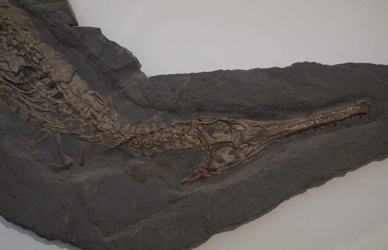 Fossil