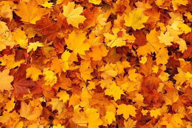 yellow leaves