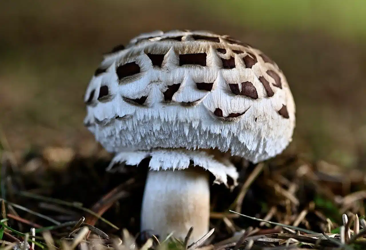 Fungus