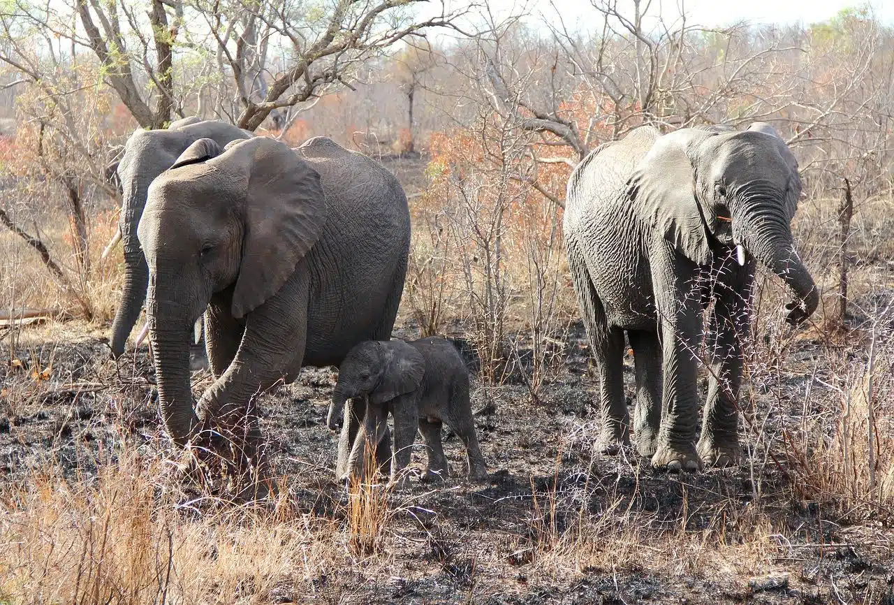 Elephants