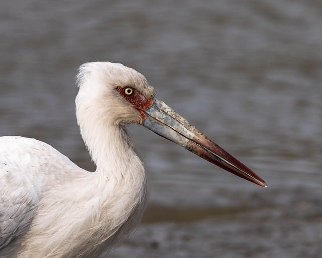 Stork