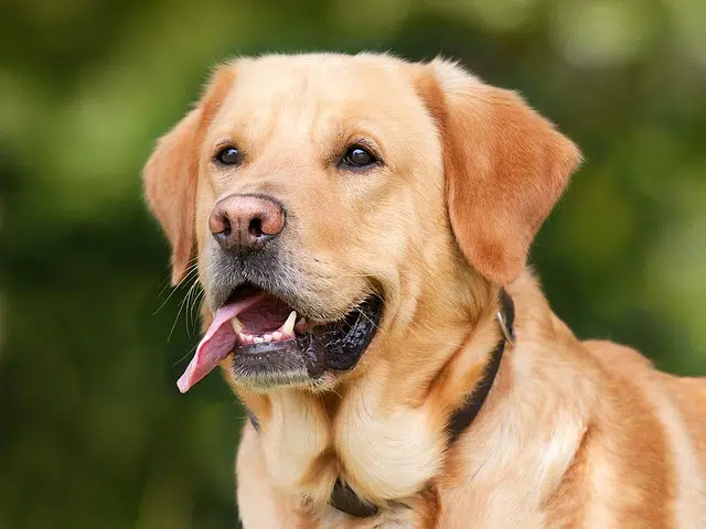 Labrador