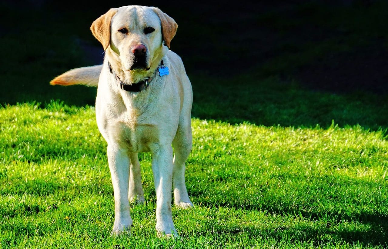 Labrador retriever