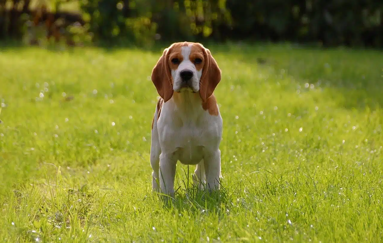 beagle dog