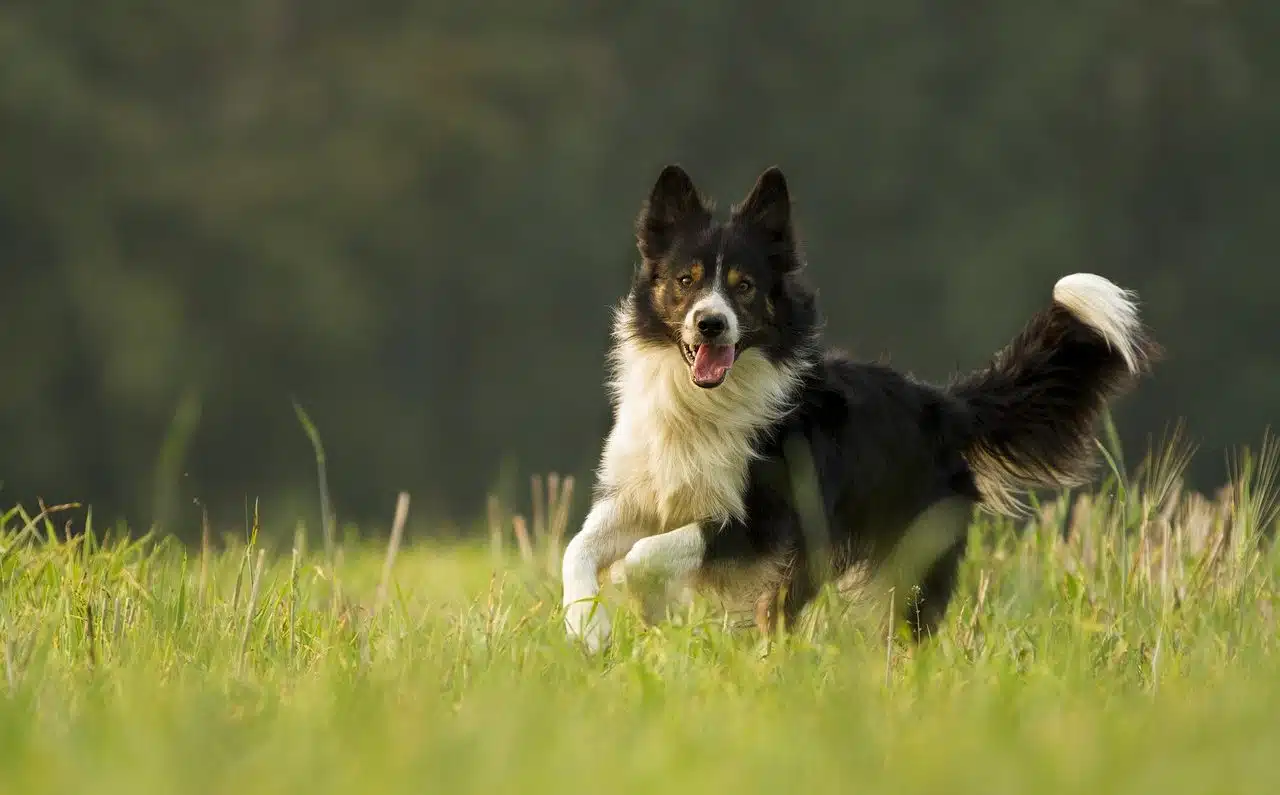 border collie dog