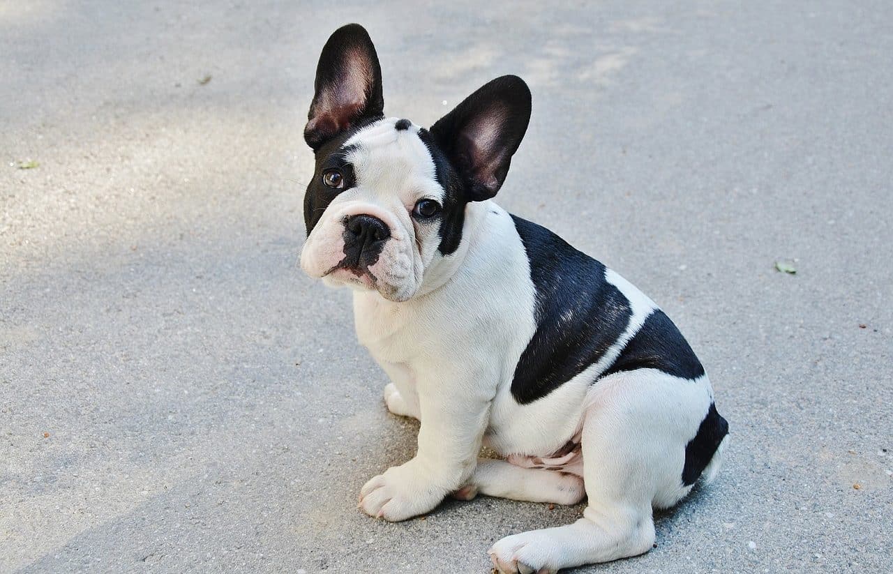 french bulldog dog