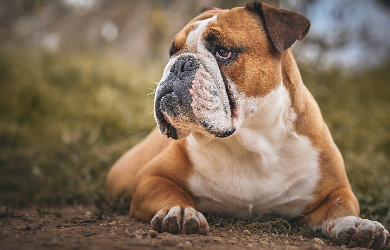 english bulldog dog