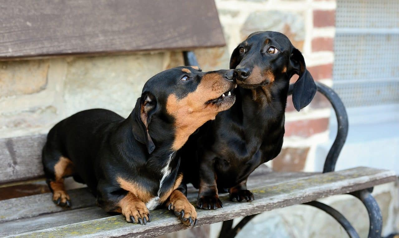 dachshund dog