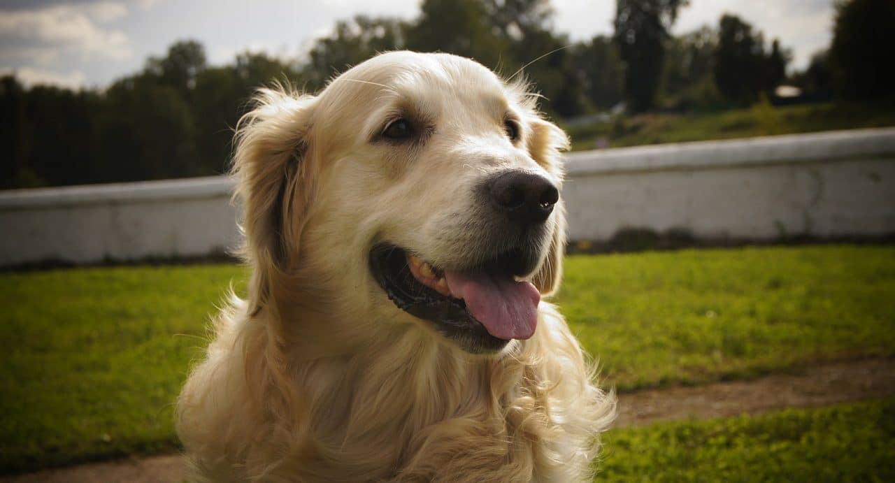 golden retriever dog