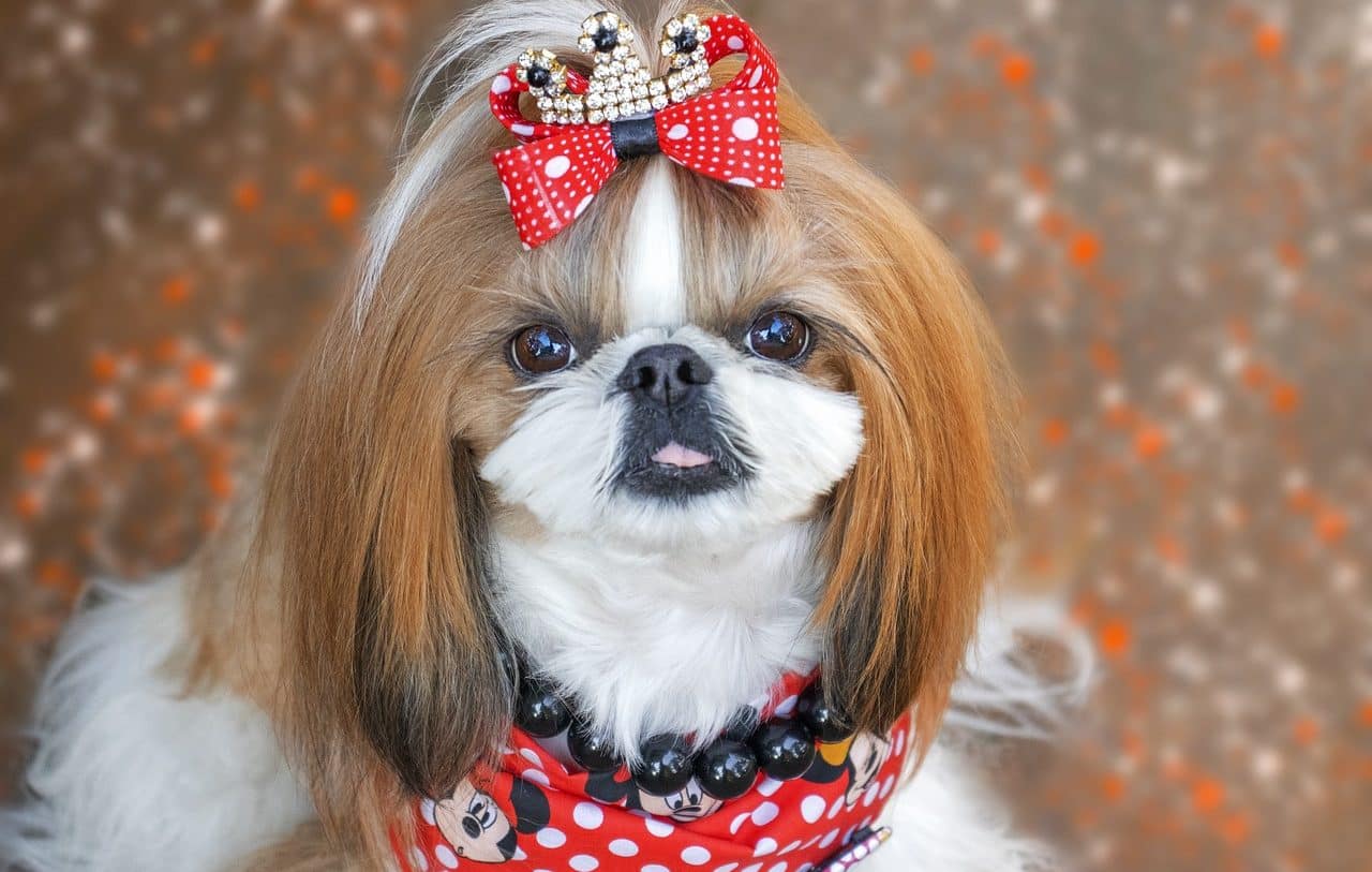 shih tzu dog