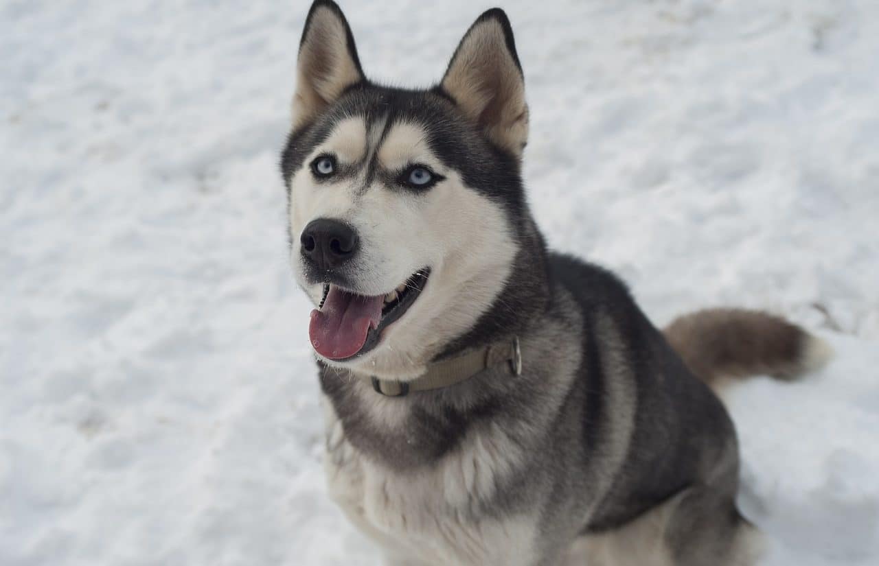 siberian husky dog