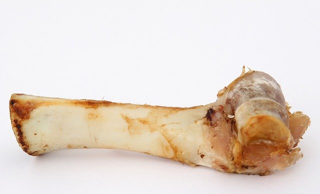 Bone