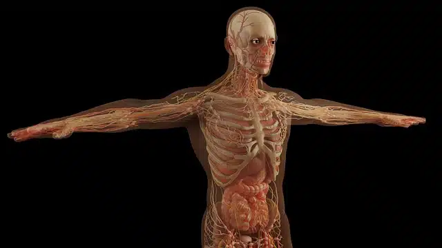 human body