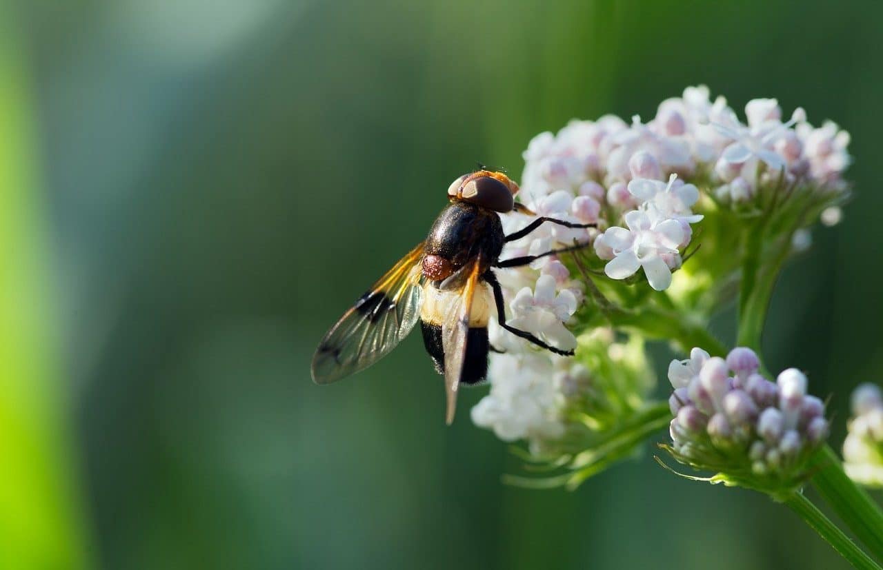 Entomophilous pollination