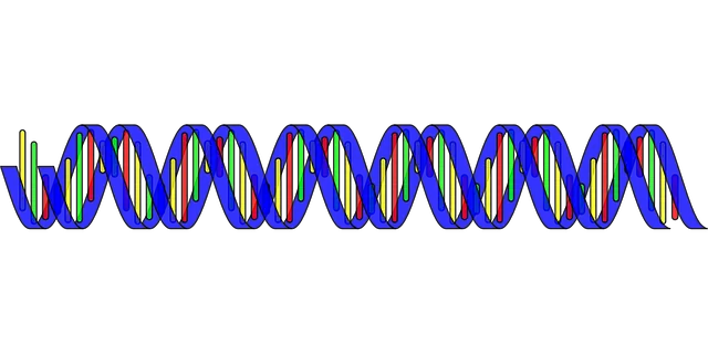 deoxyribonucleic acid