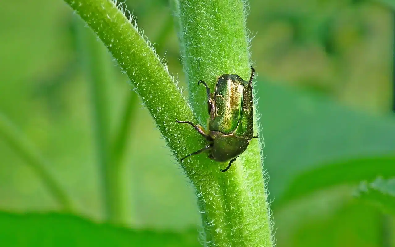 Coleoptera