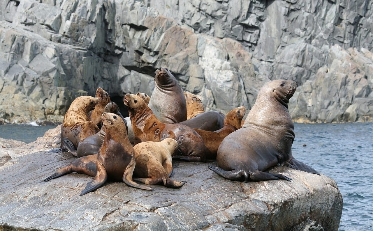 sea ​​lions