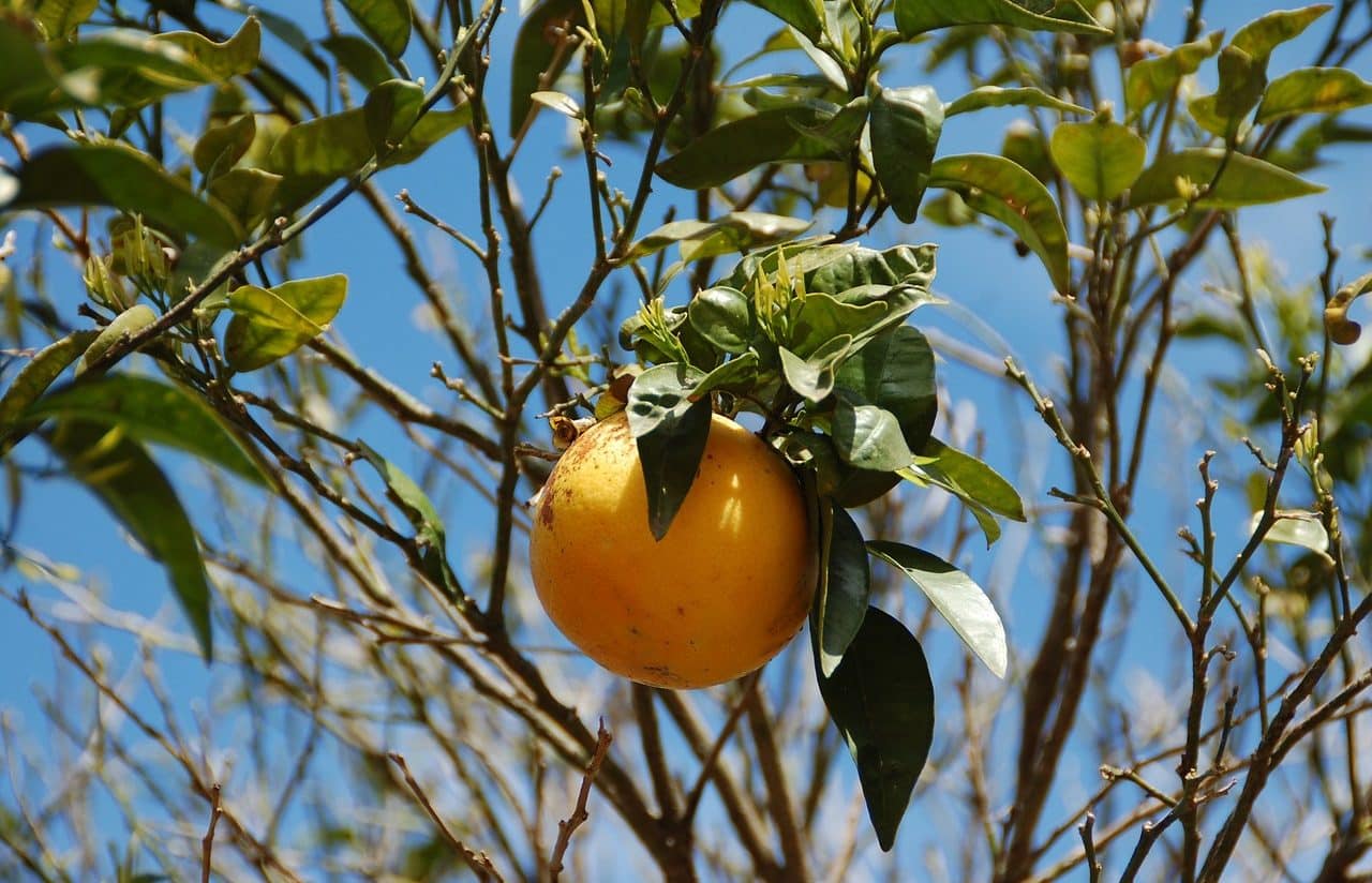 grapefruit tree