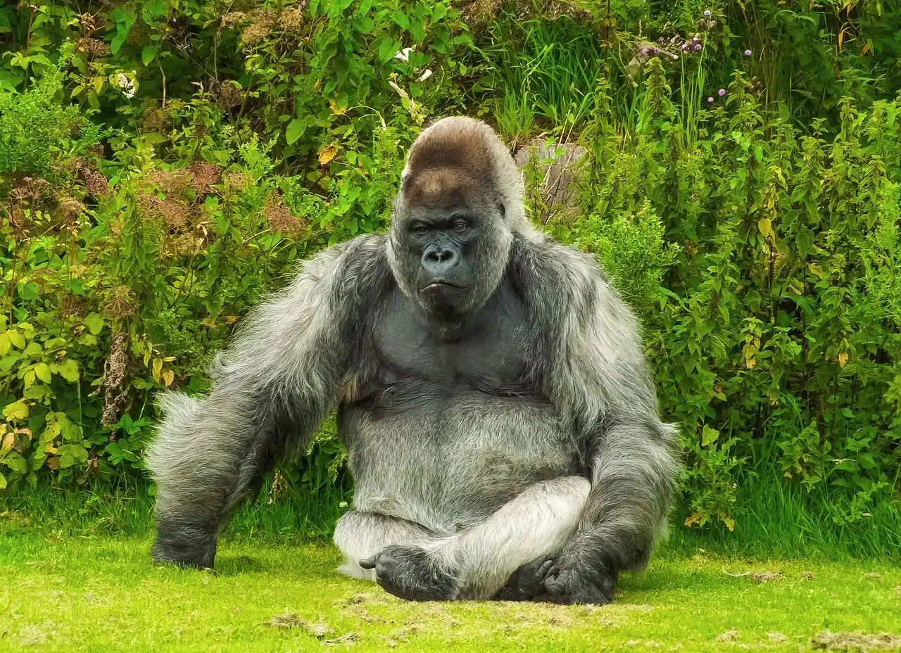 Gorilla