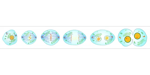 Mitosis and meiosis