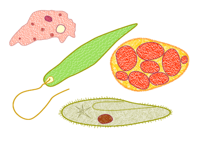 Eukaryotes