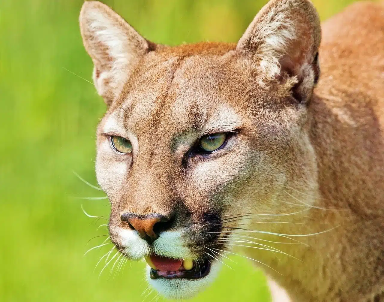 mountain lion