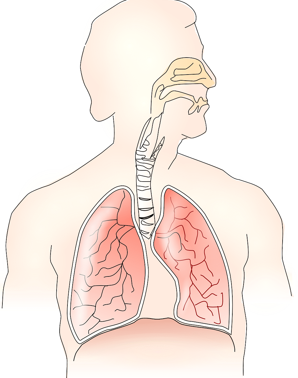 respiratory system