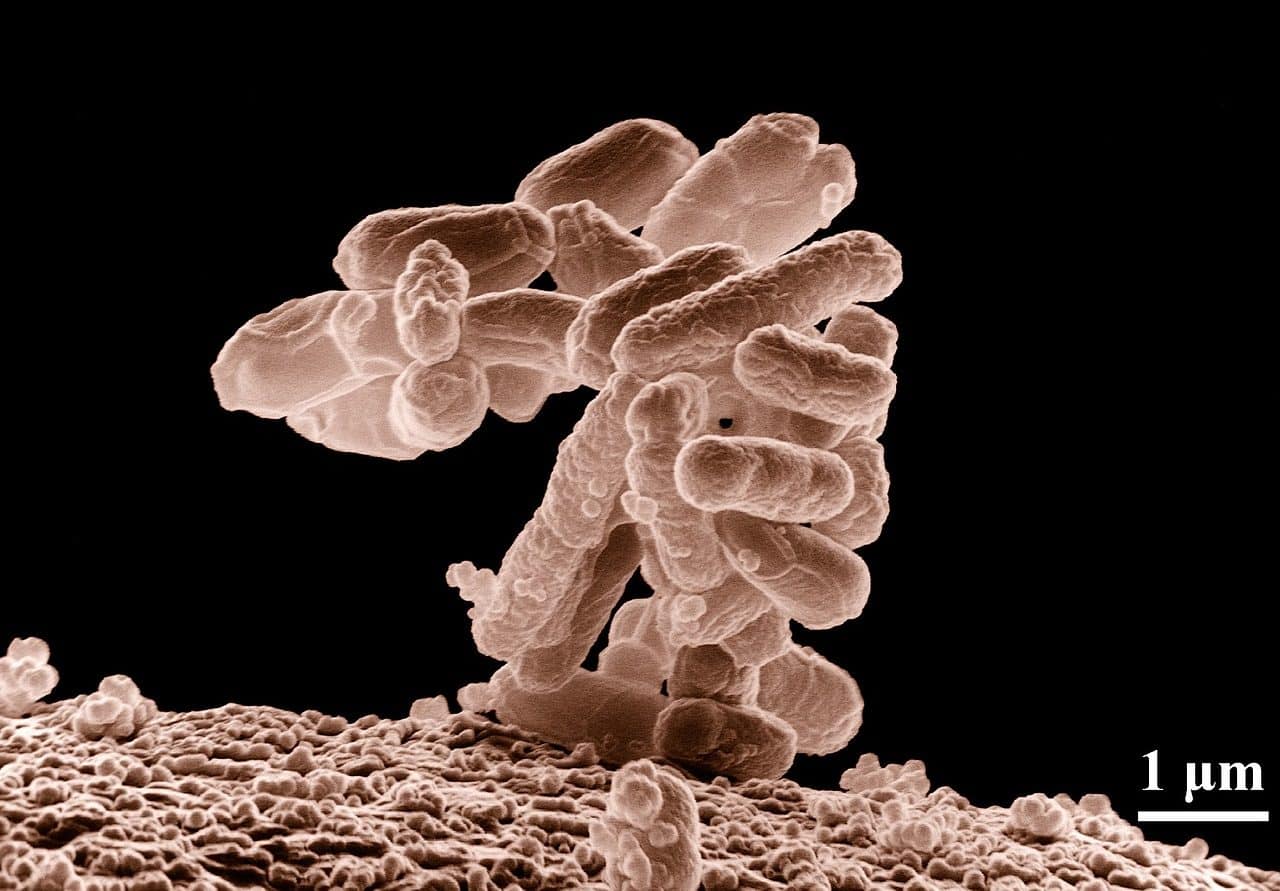 Pneumococcus