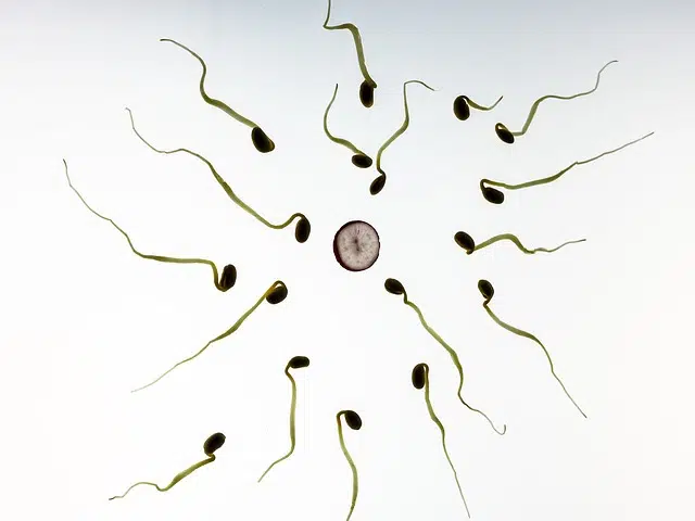 Sperm