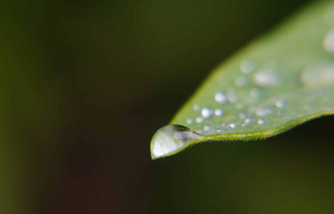 Dew