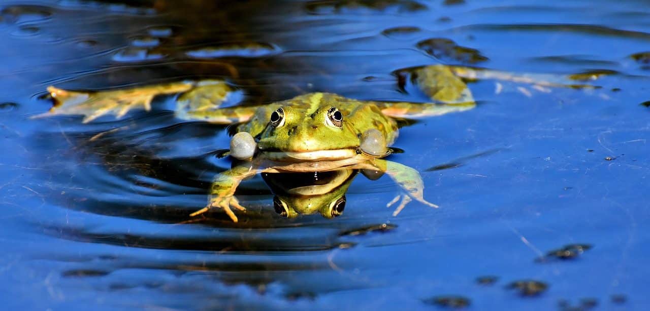 frog in the water