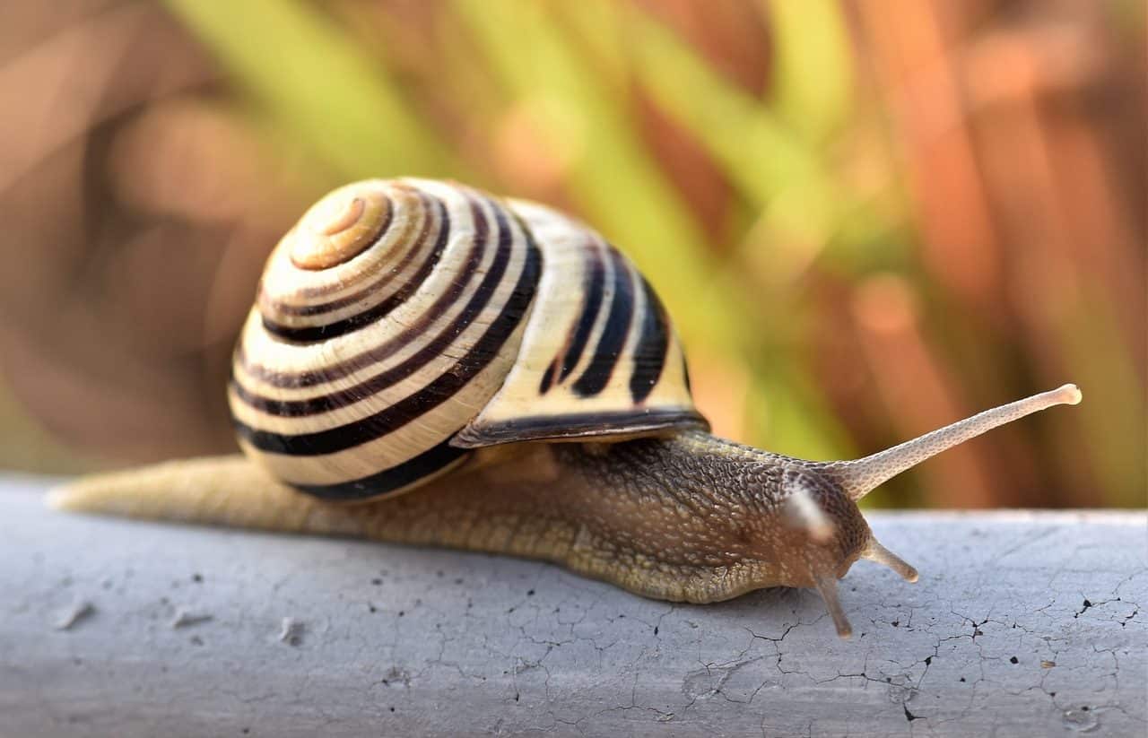 Snail