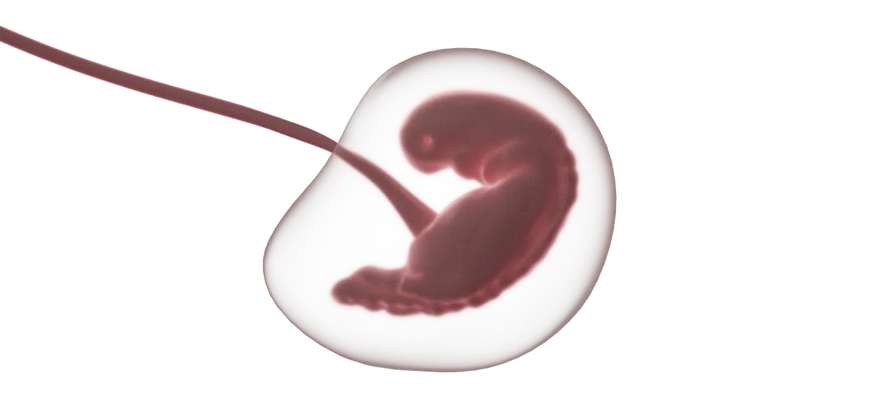 Embryo