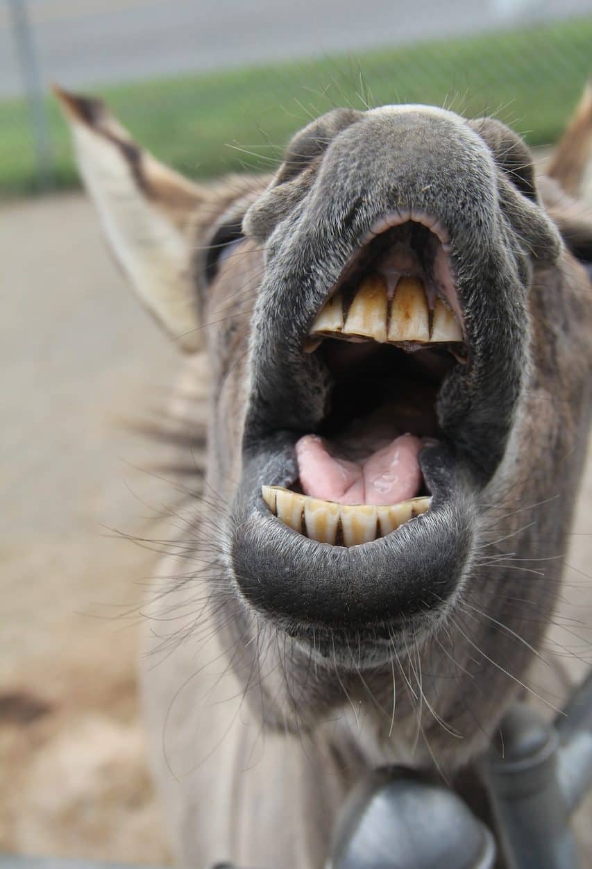 mouth of a donkey