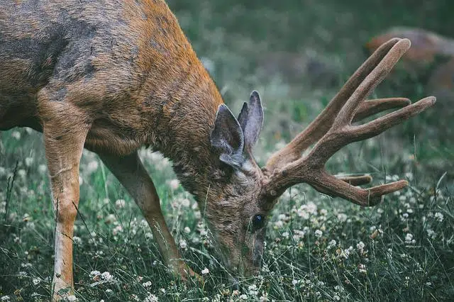 food chain