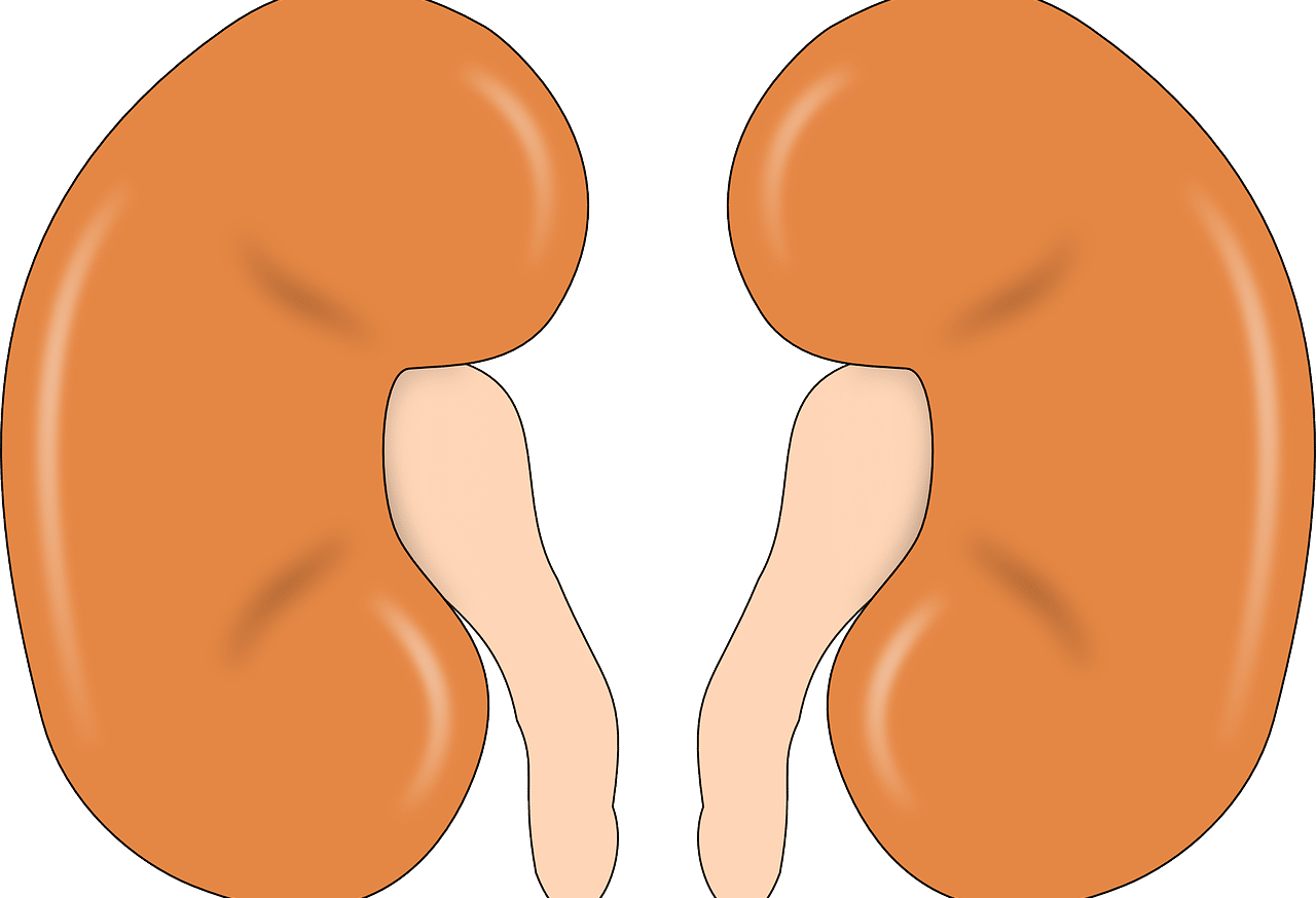 Kidneys