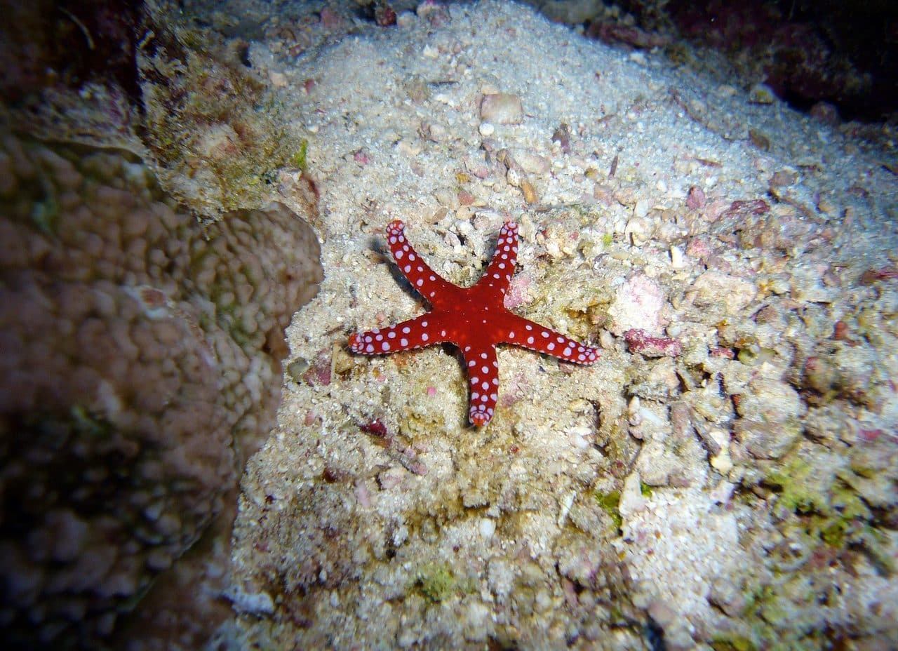 Starfish