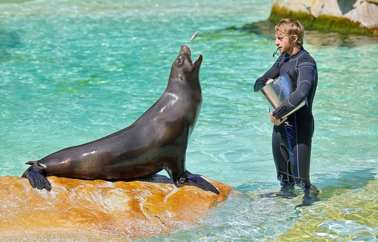 sea ​​lion