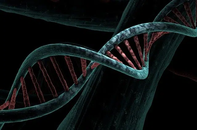 nucleic acids