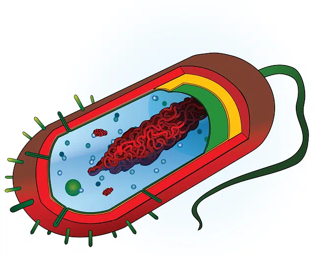 Bacterium