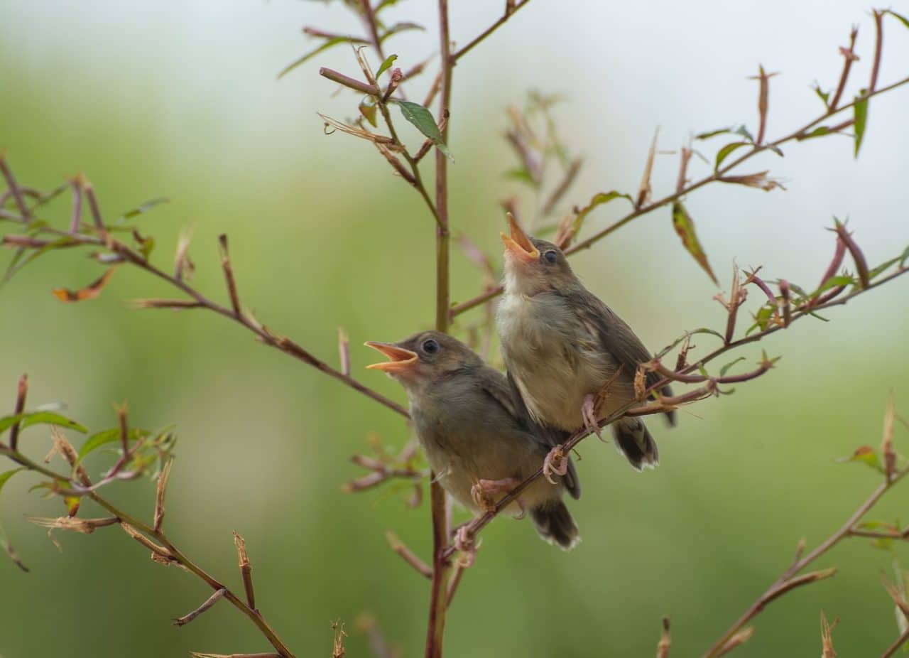 Birds