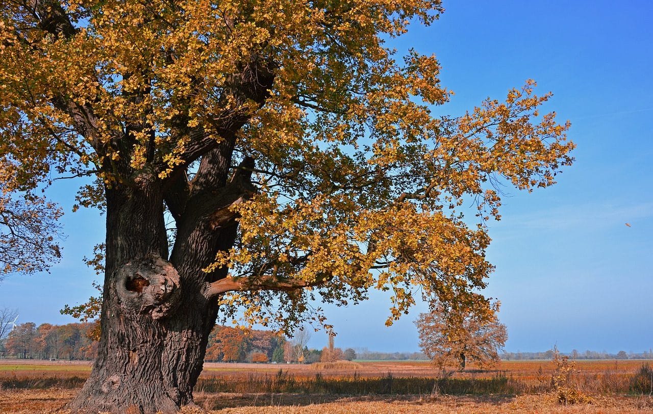 brown leaves