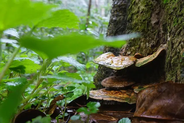 tree with mushrooms