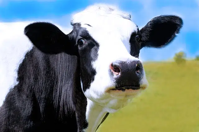 Cow