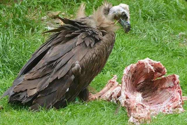 Vulture