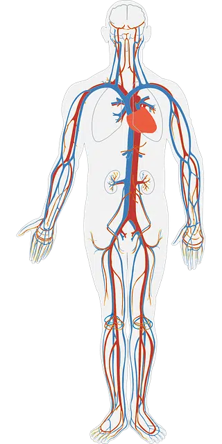 circulatory system