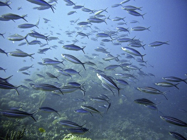 Shoal