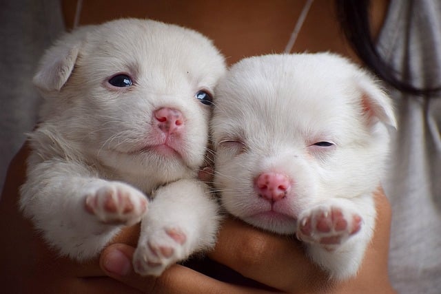 Puppies